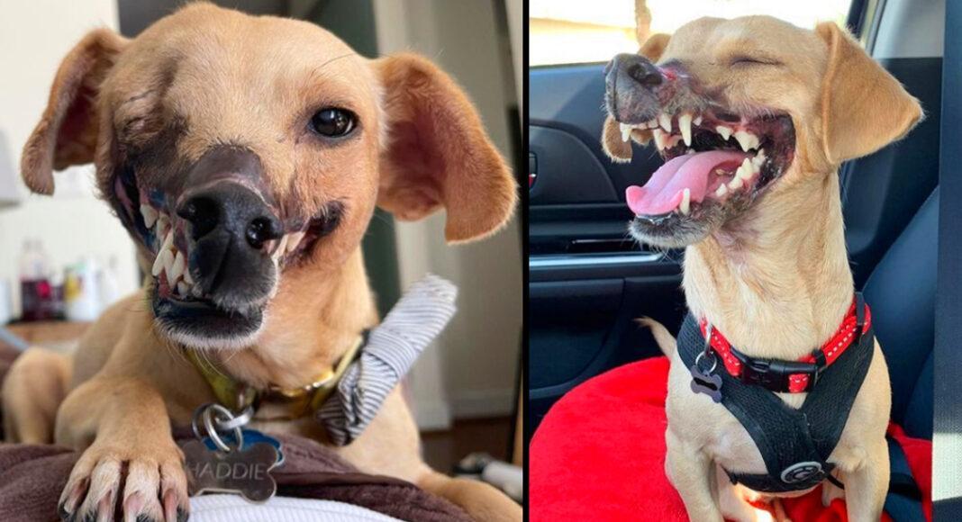 ‘Fighting Bait’ Dog Who Lost Half Her Face Is Unrecognizable After Finding A Loving Home