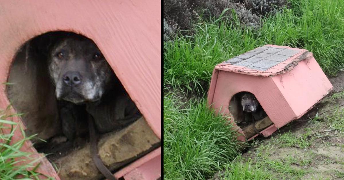 Frightened Pit Bull Left On The Side Of The Road In Doghouse Waited Patiently For Help