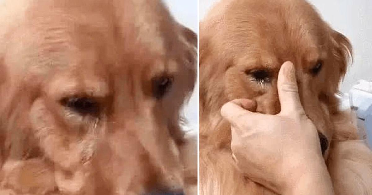 Golden Dog Rejoices, Tears Non-Stop When Meeting Owner Again After 5 Years Away
