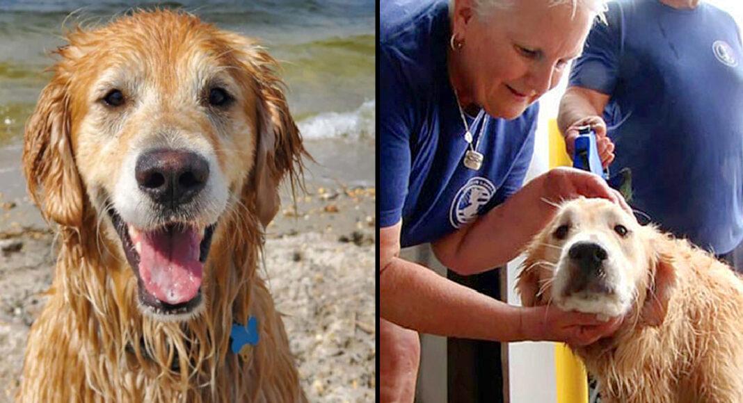 Golden Retriever Missing For 16 Days Found Swimming Along Shoreline