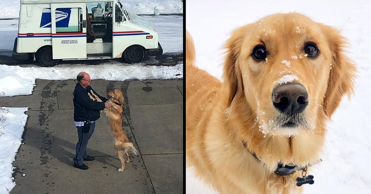 Golden Retriever Waits Patiently Every Day To Get A Sweet Hug From His Beloved Mailman