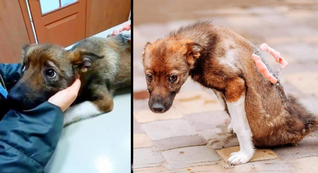 He Couldn’t Hold Back His Tears When He was Rescued After Lying Motionless on The Street for Days