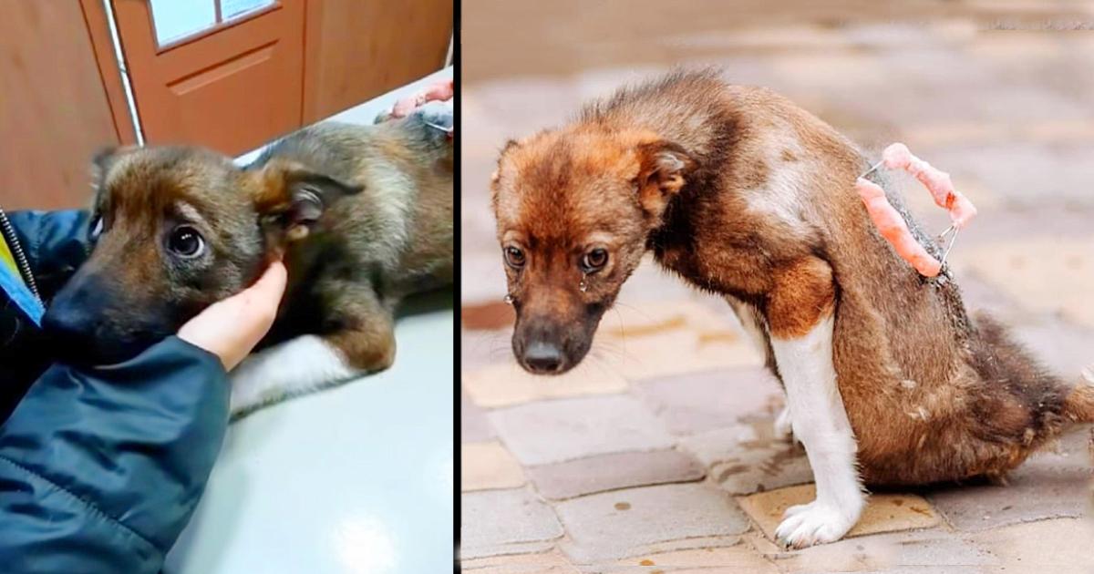 He Couldn’t Hold Back His Tears When He was Rescued After Lying Motionless on The Street for Days