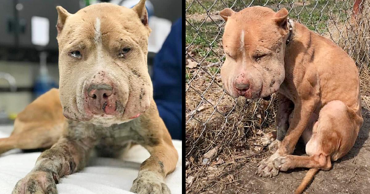 He Was Used As Bait Dog, Chained To Fence As Infection Seeped Via His Body