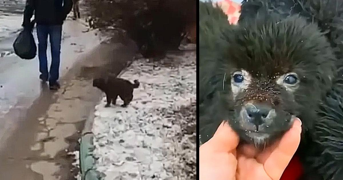 Heartbroken over Sad shivering puppy begging passersby to save his siblings in freezing weather