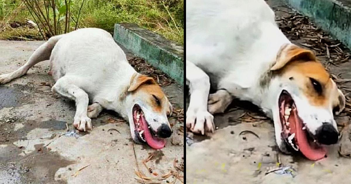 Helpless Pregnant Mom Dog, Exhausted Lying On The Road Waiting For Help