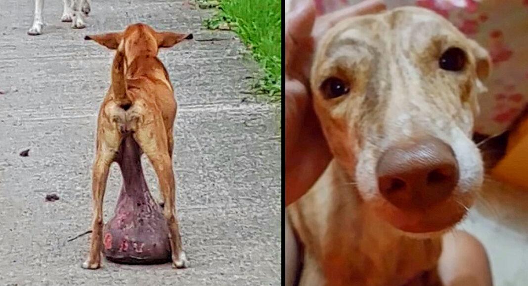 Helpless Stray Dog Found With Huge Tumor On The Ground For Long Time