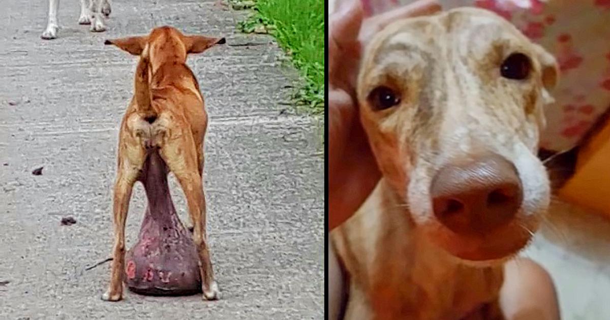 Helpless Stray Dog Found With Huge Tumor On The Ground For Long Time