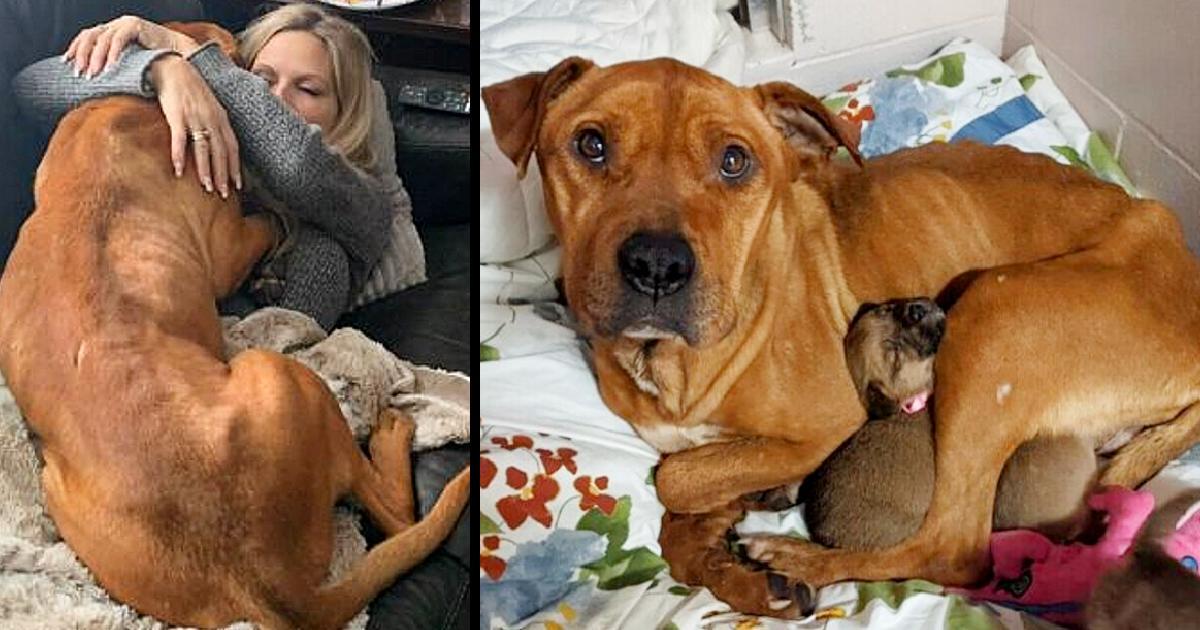 Hero Mother: The dog starved and froze for months without leaving her five puppies hungry