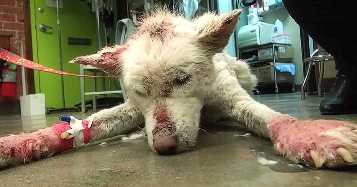 Homeless Husky Collapses After Living In Garbage Dump Outside City For Years