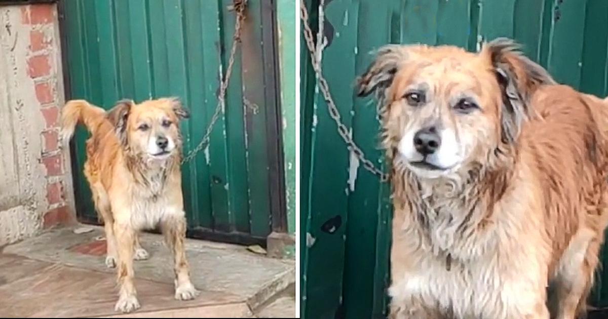 “It seems that he doesn’t even have the strength anymore”: Abused dog spends day and night chained outside a house