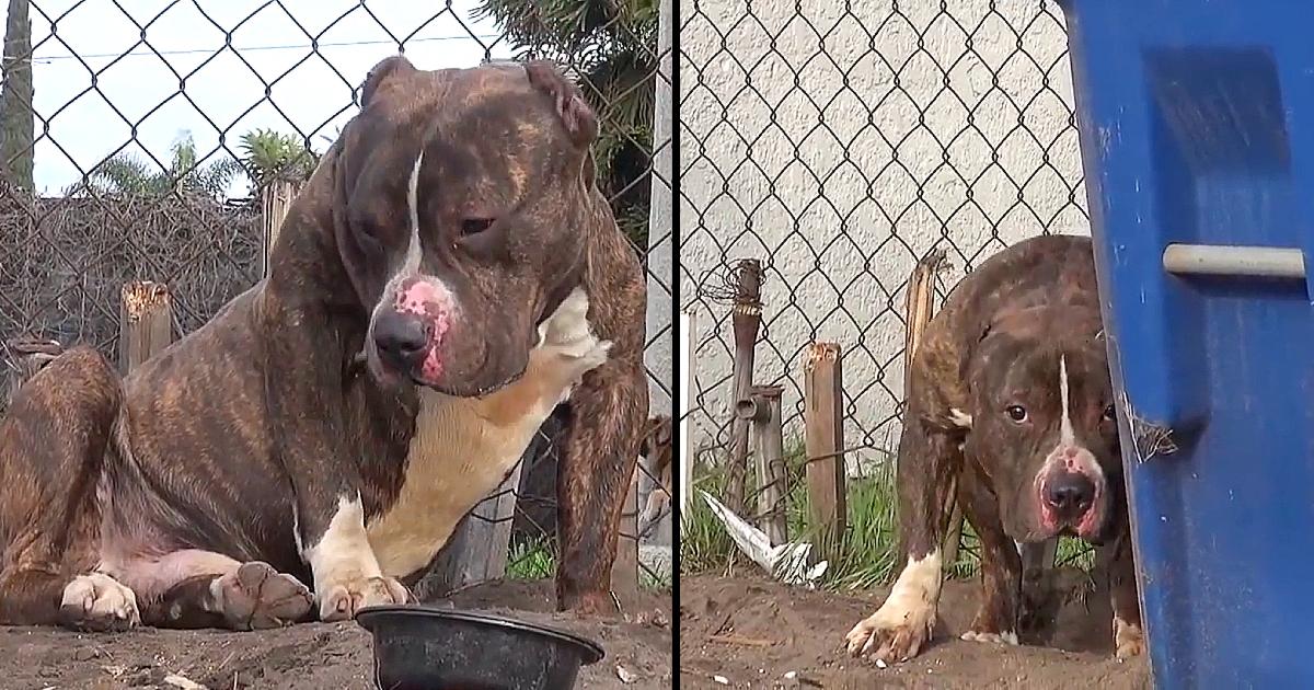 Kids Throw Rocks At This Friendly Pit Bull Who Was Just Looking To Be Loved