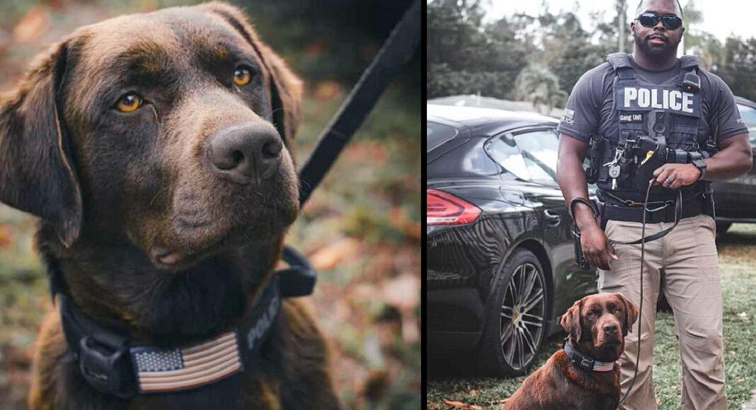 Labrador evacuated from Ukraine finds a new life in the US as a police K9