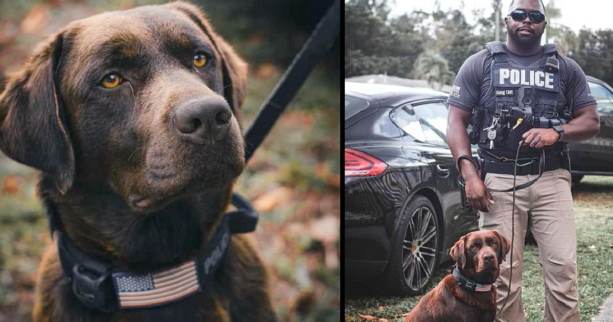 Labrador evacuated from Ukraine finds a new life in the US as a police K9