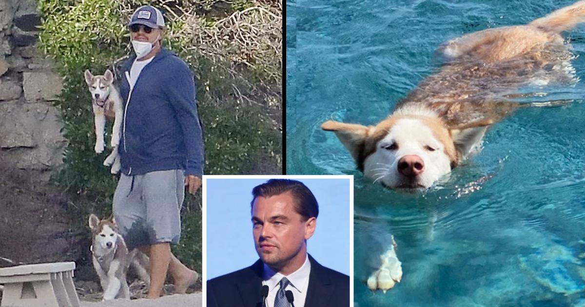 Leonardo DiCaprio Dove Into Icy Waters To Save Two Of His Rescue Dogs