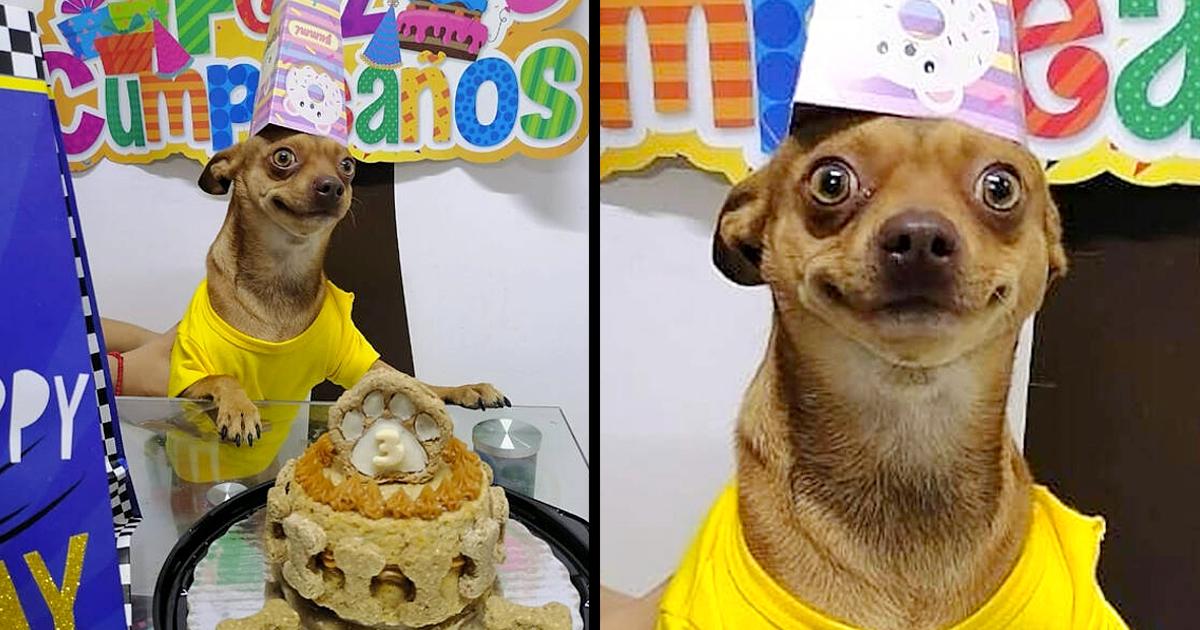 Little Dog Is So Happy That People Remembered His Birthday