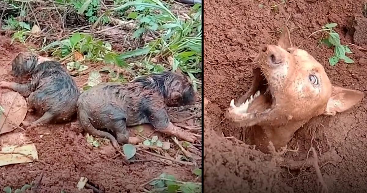 Local people Works Hard To Reunite Mother Dog With Her Puppies After Landslide