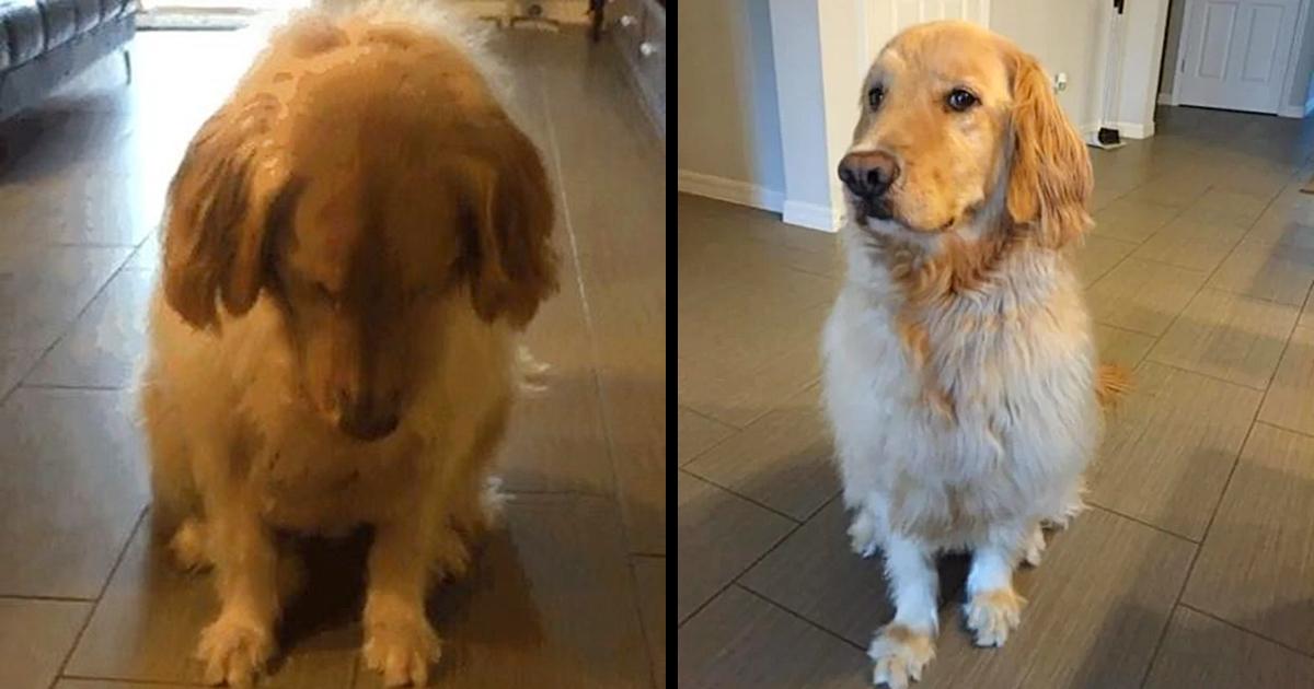 Loving family adopts Golden Retriever even though they were warned of his mental problems