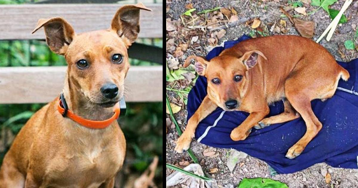 Loyal Dog Abandoned In New York Woods Sits On Owner’s Shirt, Waiting For Him To Return For Her