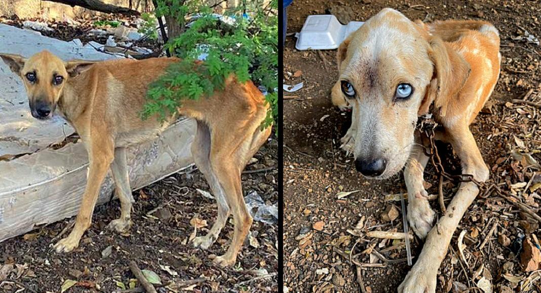 Loyal Dog Brought Food For Her Chained And Starving Beloved To Keep Him Alive