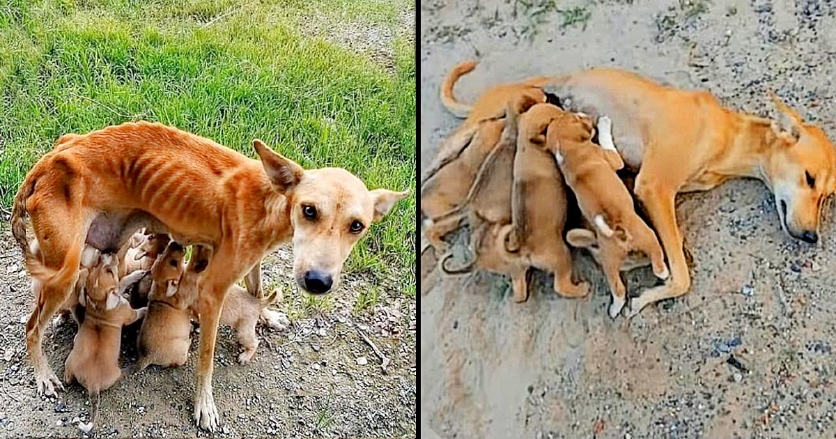 Malnourished and Helpless, a Mother Dog Begs for Help to be Adopted as She Still Feeds Her Six Puppies