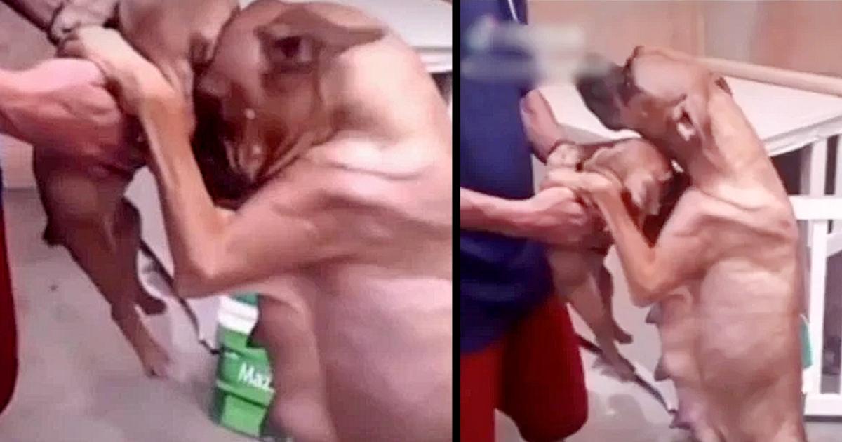 Mama Dog Shedding Tears, Begging & Holding Back When Sees Owner Selling Her Puppies