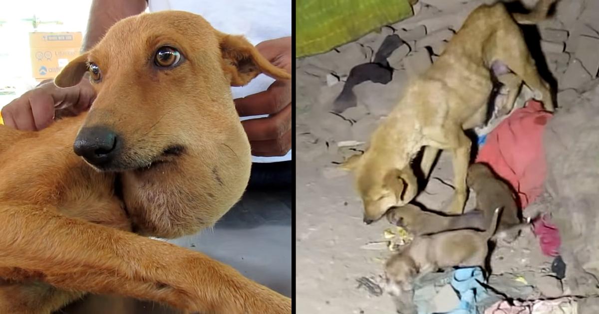 Mama Dog with Huge Abscess on Her Necƙ Fights to Stay Aliνe for Her puppies