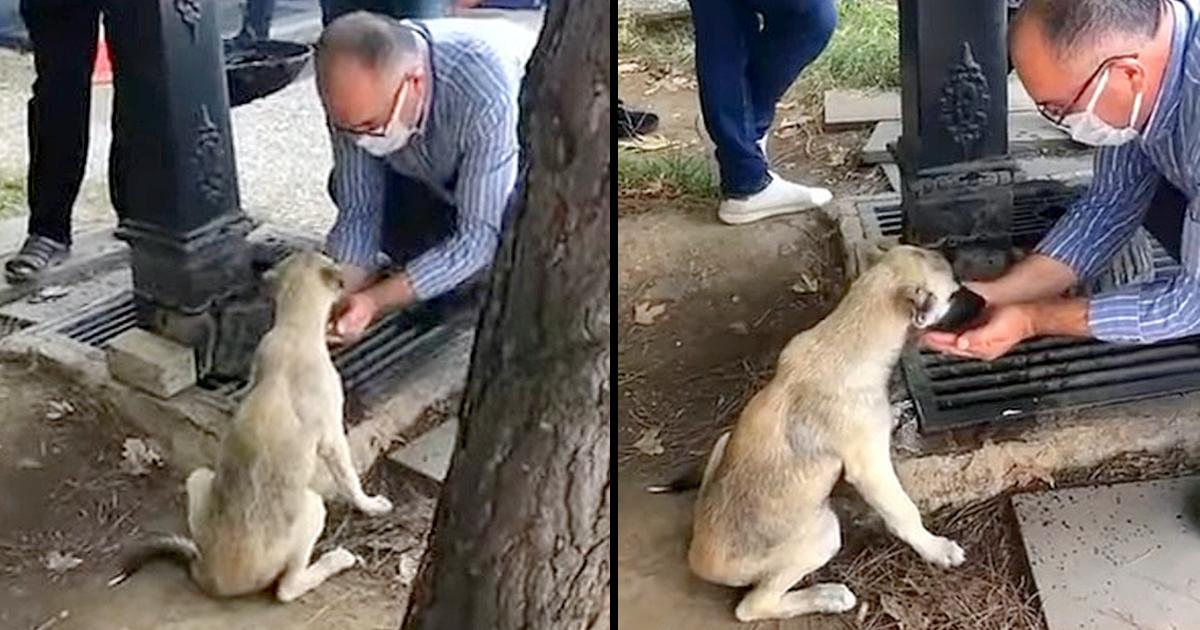 Man collected water from a tap with his hands to give a stray dog ​​a drink. He quenched her thirst