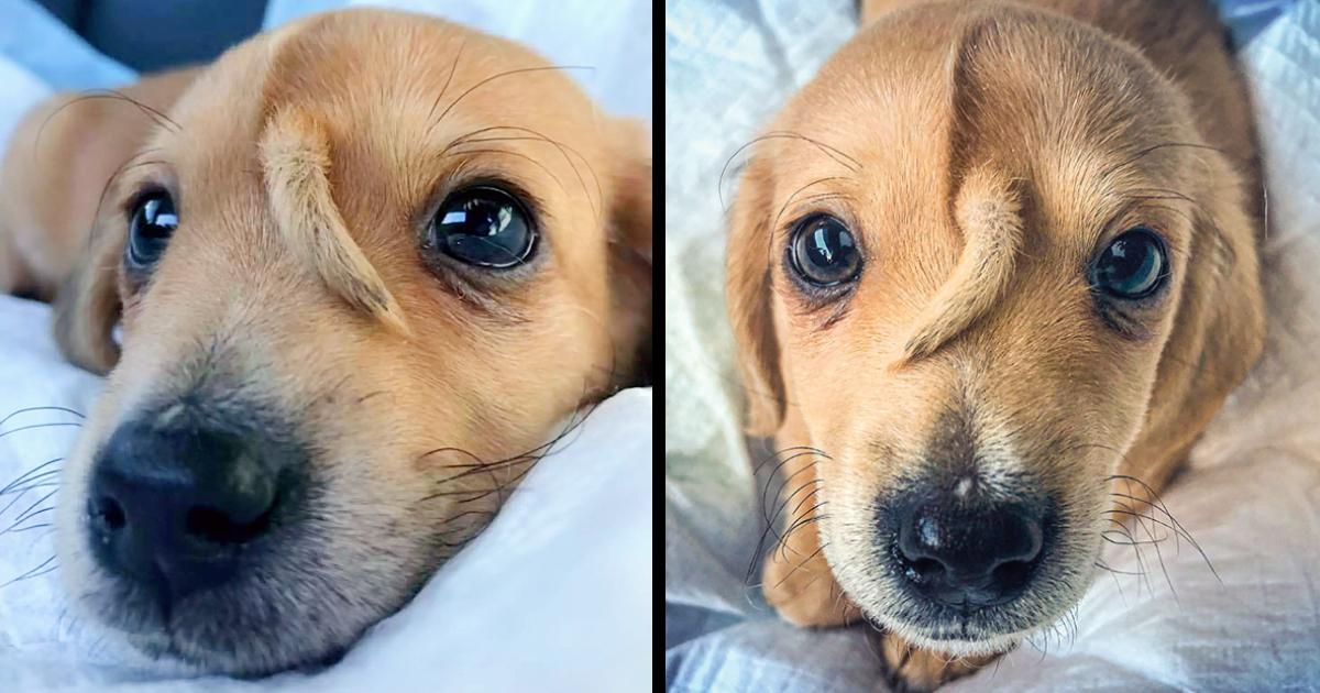 Meet Narwhal, The ‘Unicorn’ Rescue Puppy That Has A Tail Growing From His Forehead