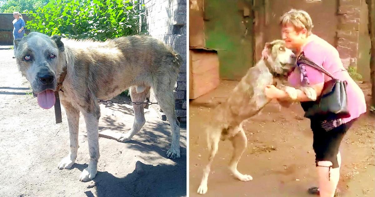 Mom In Tears When Finding Her Dog Starving After Being Stolen 2 Years Ago
