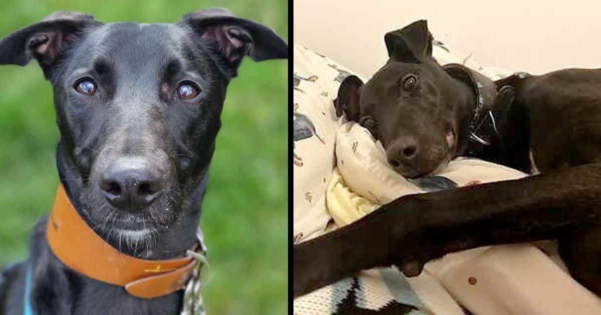 Monty has spent seven years in kennels and still no one wants to adopt him