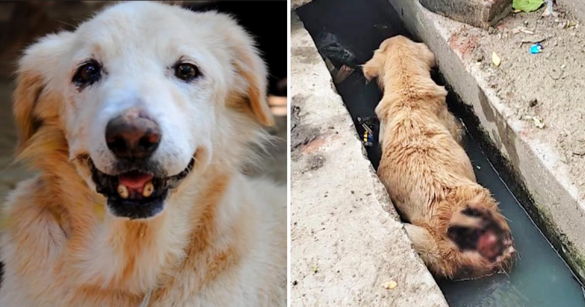 Old Dog Found Lying In A Drain Unable To Move