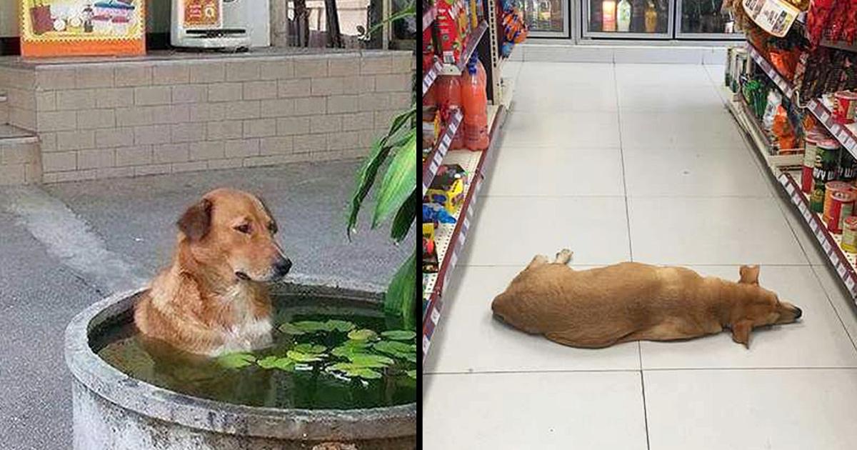 On a sweltering summer day, a store opens its doors to a stray dog so it may cool down.