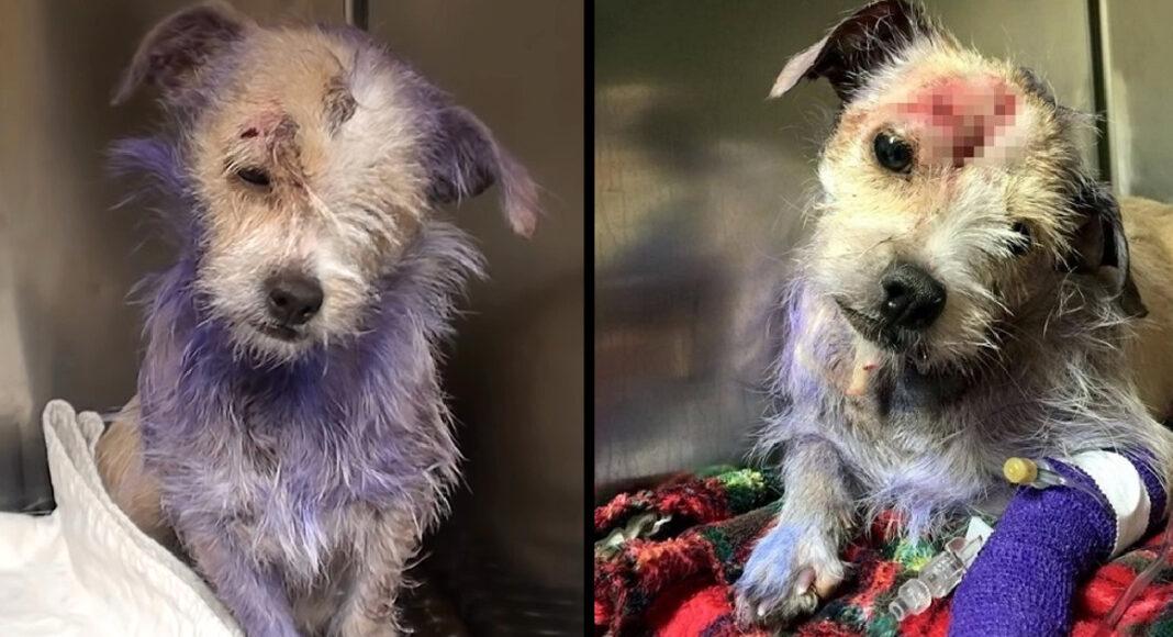 Owner Brought Her To Be Put Down, But Her Purple Fur Hide A Dark Story Behind It