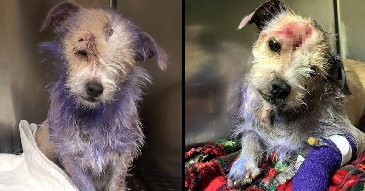 Owner Brought Her To Be Put Down, But Her Purple Fur Hide A Dark Story Behind It