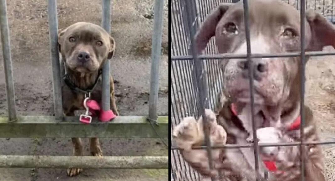Owner ties dog to gate & drives away, and pup waits for someone to rescue her