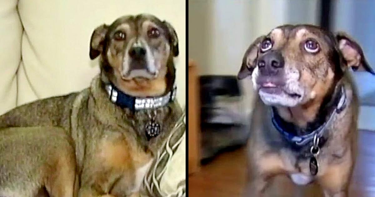 Panicked dog comes at night to his mother and begs her to follow him