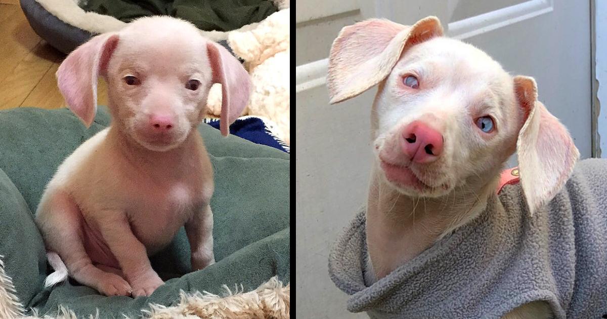 Piglet the Pink Puppy Can’t See or Hear, But He Inspires Kids Every Day