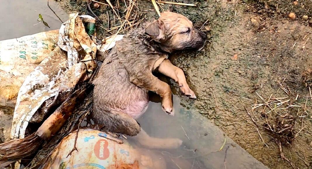 Pint-Sized Pup Laid Unconscious In Ditch After Humans Had Failed Him