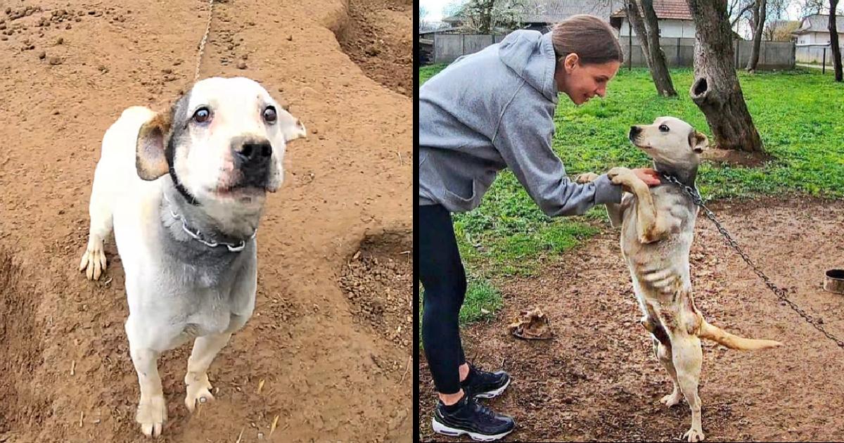 Pit Bull Starved on Heavy Chain all his Life! He Grabbed the Woman’s Hand And Begged to Rescue Him