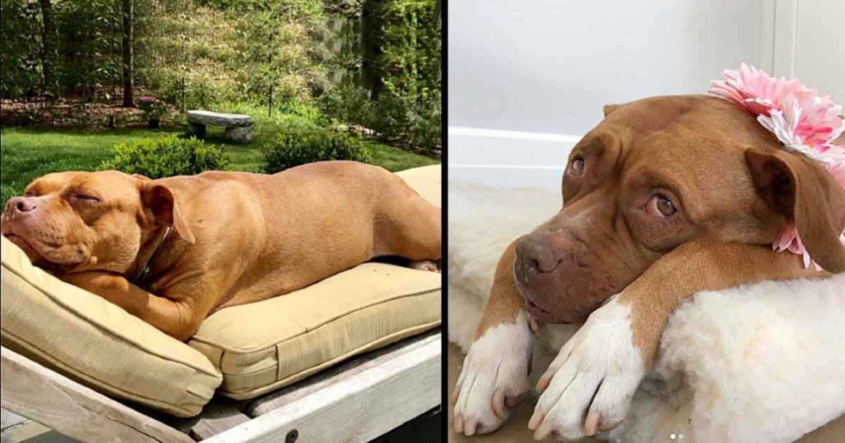 Pit Bull That Slept On Concrete Floor For 8 Years Has All The Beds She Wants Now