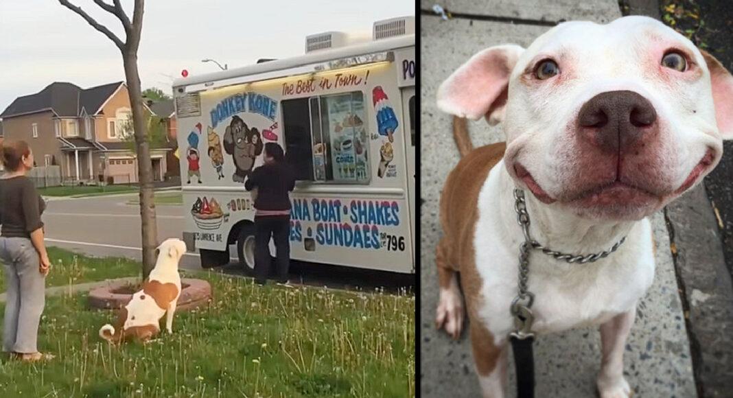 Pit Bull Waits Patiently In Line To Buy Ice Cream