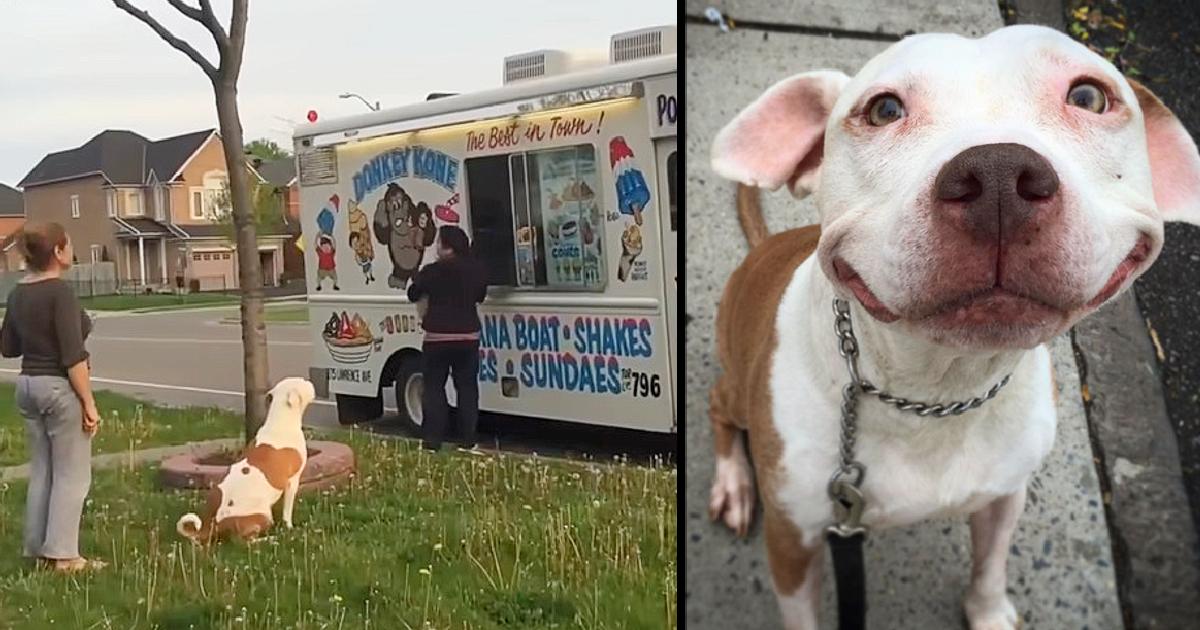 Pit Bull Waits Patiently In Line To Buy Ice Cream