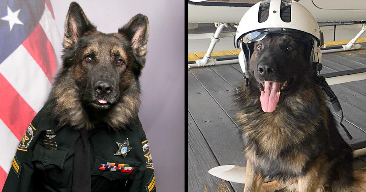 Police Dog Poses In Uniform And Tie For His Official ID Badge Photo, And Goes Viral On Instagram