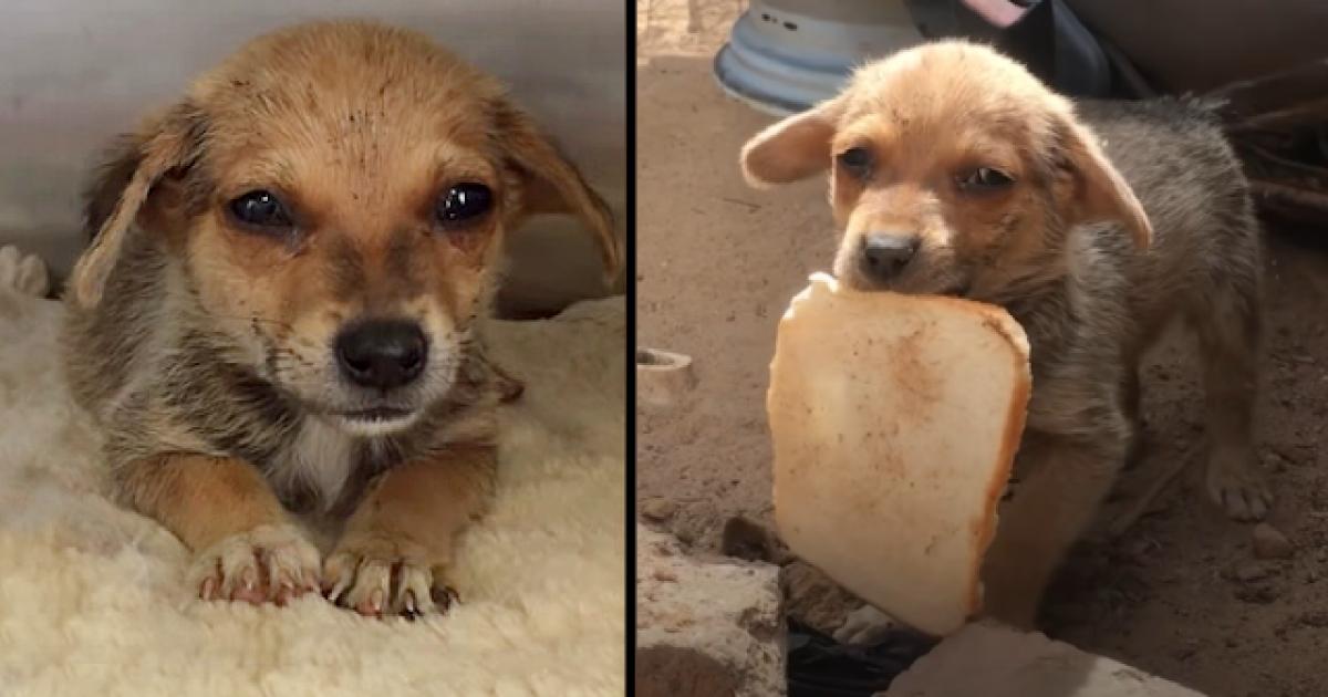 Poor Abandoned Puppy, Burst Into Tears When Given A Piece Of Bread