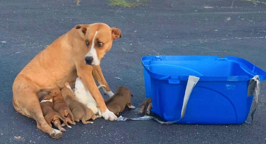 Poor Dog and her nine two-week-old pups were discovered abandoned in a parking area.