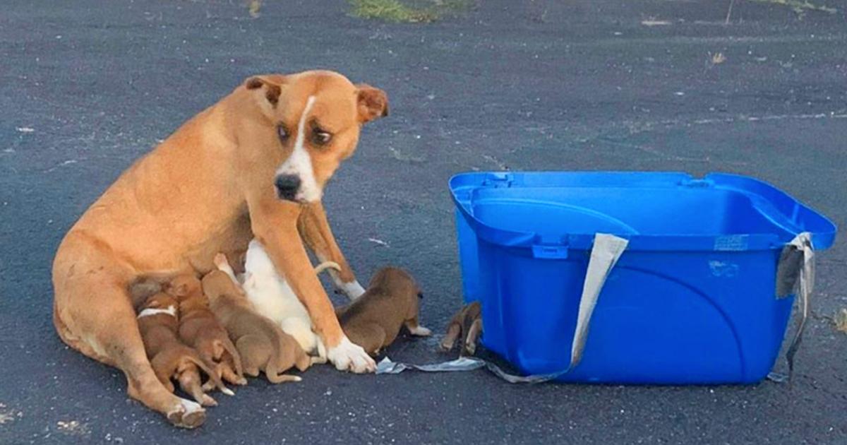 Poor Dog and her nine two-week-old pups were discovered abandoned in a parking area.