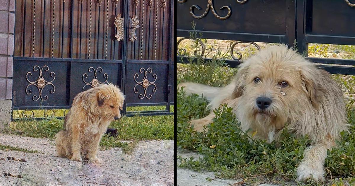 Poor Dog Helplessly Waits for Owner Without Knowing That His Unmerciful Owner Sold House and Abandoned Him