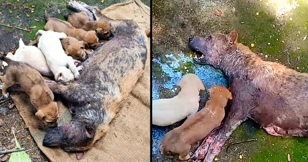 Poor Mother Dog Unable To Stand Lying There Desperate Crying For Help Her Puppies!