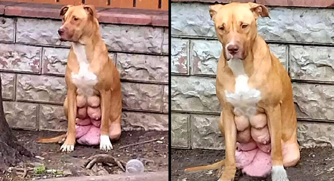 Pregnant Dog With Breasts About To Burst, Found Waiting For Owner Who Dumped Her
